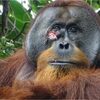 Un urangutan din Indonezia, surprins de cercetători în timp ce își trata o rană cu o plantă cunoscută pentru (...)