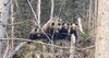 Un grup de turiști, întâlnire de gradul zero cu patru urși, pe traseul „300 de scări“ din Slănic Moldova