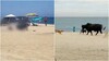 Un taur care încerca să scape de niște câini a provocat haos pe o plajă din Mexic. A intrat printe șezlongurile (...)