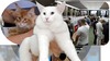 Superbul motan alb Nordri, campion european, și sute de pisici din toată lumea au venit la București. Ce feline (...)