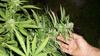 Marijuana este reclasificată oficial drept drog mai puțin periculos, într-o mișcare istorică a agenției americane (...)