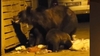 A fost emis RO-Alert: Urs la intrarea într-o localitate din Bistrița-Năsăud