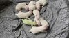 „Shamrock”. O cățelușă Golden Retriever cu blana verde s-a născut în Florida. De ce are această culoare | VIDEO