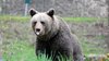 Alertă în Piteşti! Un urs a fost observat în oraş | A fost convocat Comitetul Local pentru Situații de Urgență