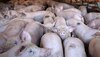 Focar de pestă porcină africană în Olt. Peste 11.000 de porci sacrificați. Se interzice accesul cu animale vii în (...)