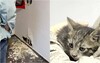 Pui de pisică, salvat de pompieri din spatele unui perete dintr-o clădire de birouri din Bucureşti. Felina era (...)