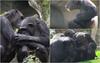 Imagini emoţionante la Zoo din Valencia: O mamă cimpanzeu îşi jeleşte puiul mort de trei luni de zile şi nu vrea (...)