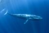 Carcasa unei balene a apărut în mod misterios pe prova unei nave de croazieră