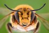 Albinele au abilități impresionante! Ce au descoperit cercetătorii?