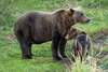 O ursoaică și doi pui au fost loviți de tren în Covasna. Al treilea ursuleț a fost transportat la un centru pentru (...)
