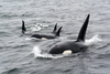 Balenele ucigașe au scufundat o ambarcațiune în Strâmtoarea Gibraltar
