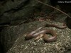 O specie nouă de șarpe a fost descoperită de doi cercetători. Are dinții „ca niște lame” și trăiește doar în (...)