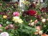 Trandafirii „Hocus Pocus”. Specia de flori care a făcut furori în toată țara. Își schimbă culoarea ca prin magie