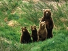 Un grup de turiști a cerut ajutorul jandarmilor după a întâlnit patru urși