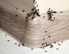 Cum scăpăm definitiv de furnici cu doar trei ingrediente ieftine și eficiente pe care le avem la îndemână