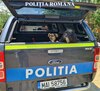 O femeie care și-a lăsat câinii pe câmp s-a trezit cu polițiștii la poartă. La cât se ridică amenda pentru abandon