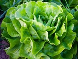 După scandalul puilor vopsiți, apare o nouă dezvăluire: salatele etichetate organice sunt contaminate cu pesticide