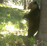 RO-Alert: Prezenţa unui urs, semnalată în zona pădurii-parc Schulerwald din Bistrița-Năsăud