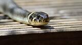 Un șarpe de doi metri a fost găsit într-o stație de pompare a apei din Mehedinți