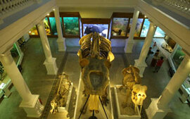 Muzeul Antipa, reinventat, îşi redeschide porţile pentru vizitatori