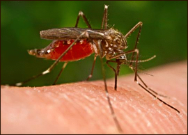 Virusul West Nile transmis de ţânţari: noi cazuri de meningită în România, 25 de oameni au murit