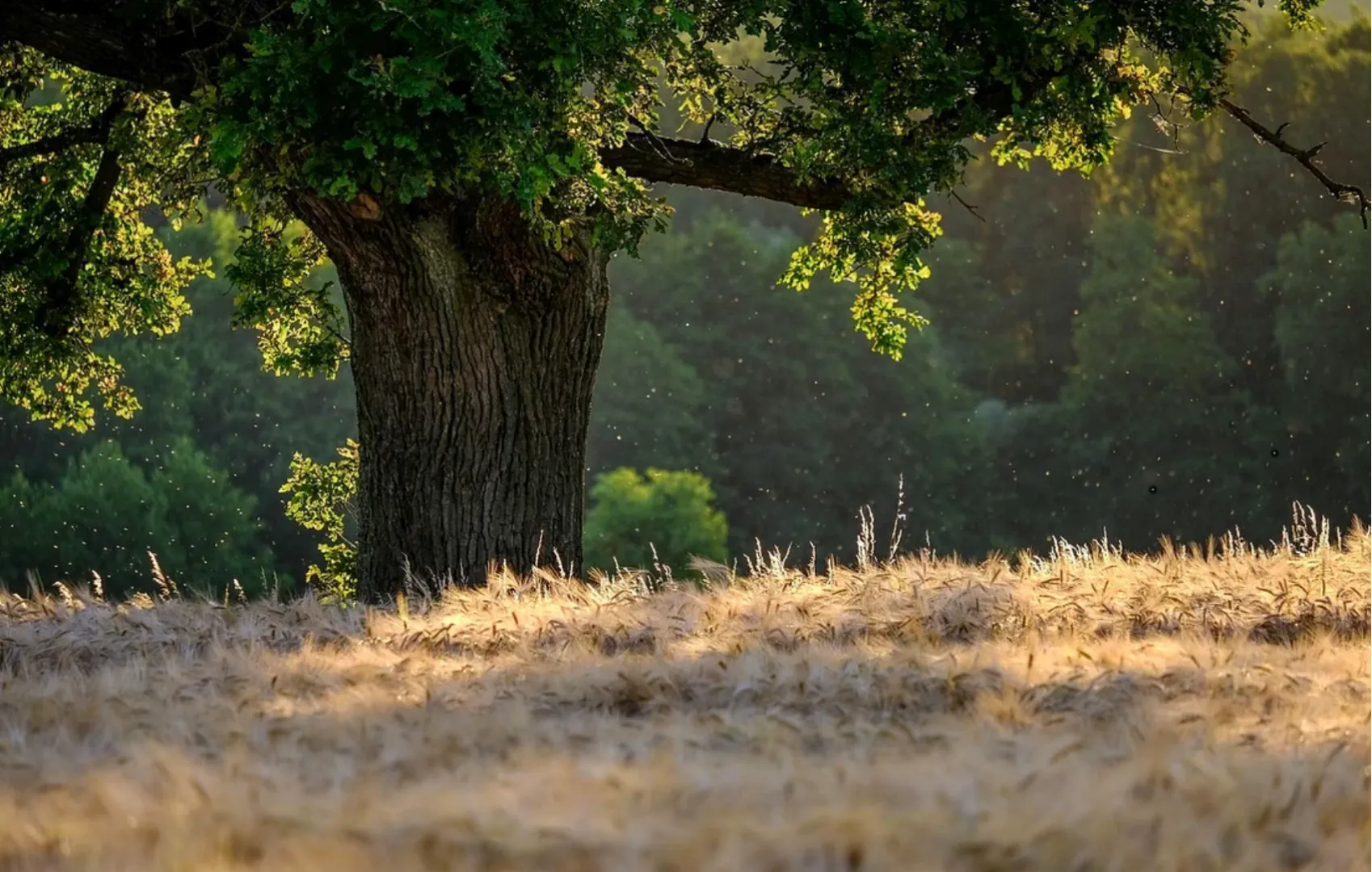Cel mai periculos animal de pe planetă ucide anual peste 750,000 de oameni