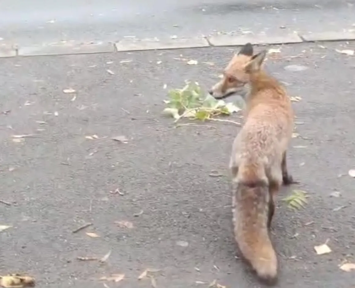 București, capitala cu vulpi de cartier: relatarea amuzantă a unui locuitor care a dat nas în nas cu 'roșcovana'