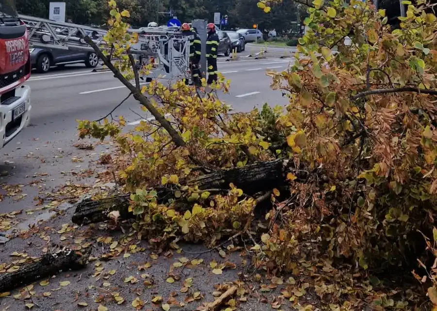 Muncitor rănit în timp ce toaleta un copac pe bulevard
