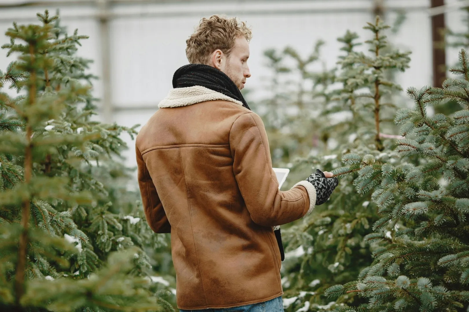 Au apărut primii brazi naturali pe piață: Cât costă anul acesta și detaliile de care să ținem cont în alegerea (…)