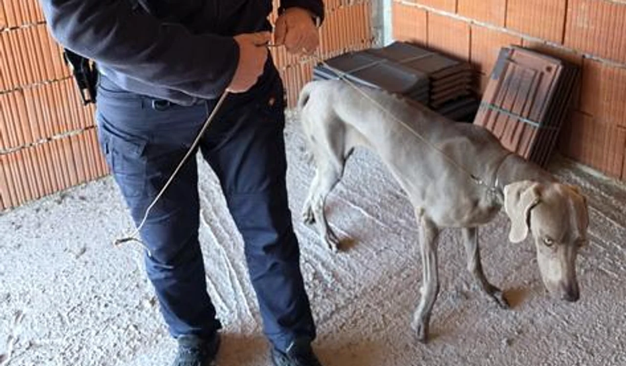 Câinele unei familii din Italia a DISPĂRUT de la o expoziție canină din Bihor. Polițiștii au intrat imediat în alertă