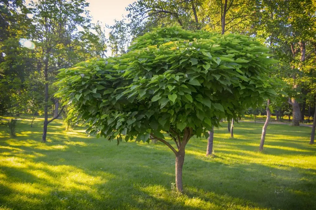 Copacul pe care trebuie să îl ai în grădină! Alungă toți țânțarii și insectele dăunătoare