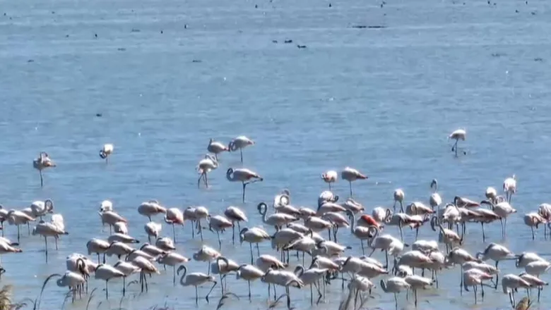VIDEO Flamingo la Nuntași: un spectacol roz pe litoralul României