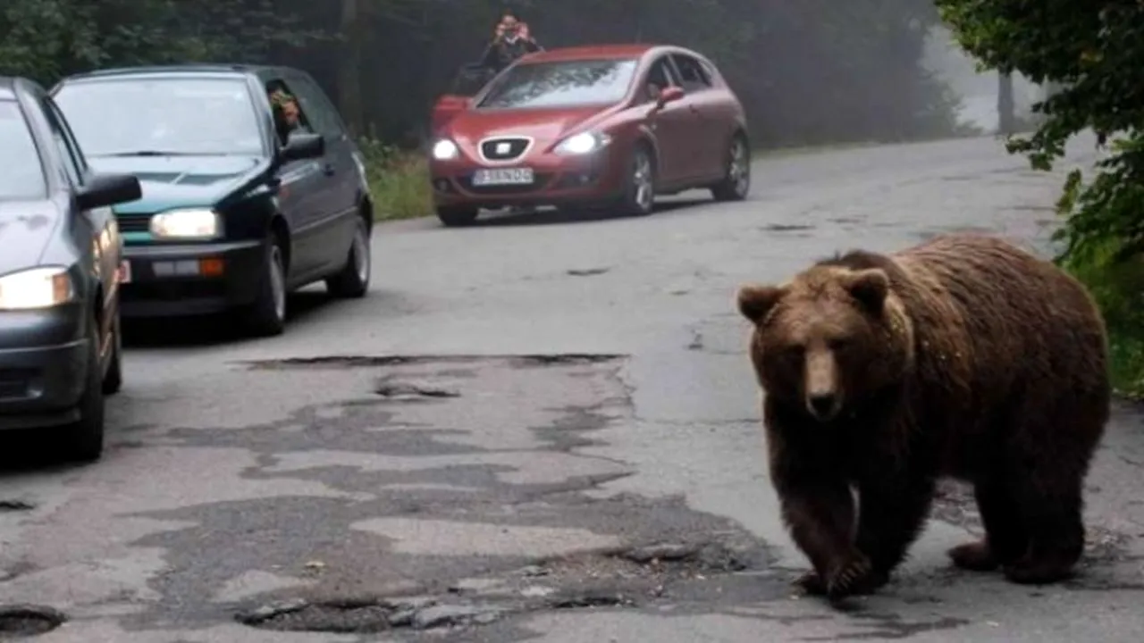 A ajuns URSUL la Palilula, lângă Craiova. Este panică, s-a dat și mesaj Ro Alert