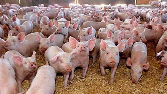 Peste 5.000 de porci dintr-o fermă din Satu Mare vor fi uciși, după ce a fost depistat un focar de pestă porcină (…)