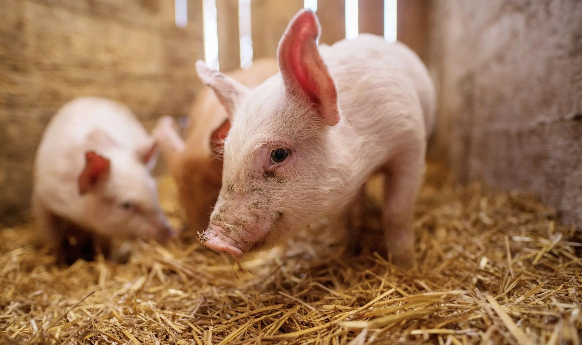 African swine fever outbreak confirmed at Sanmartin