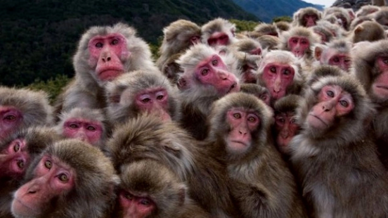 În timp ce unii transportă droguri, doi inși au băgat 81 de macaci descoperiţi în saci și voiau să treacă granița cu ei