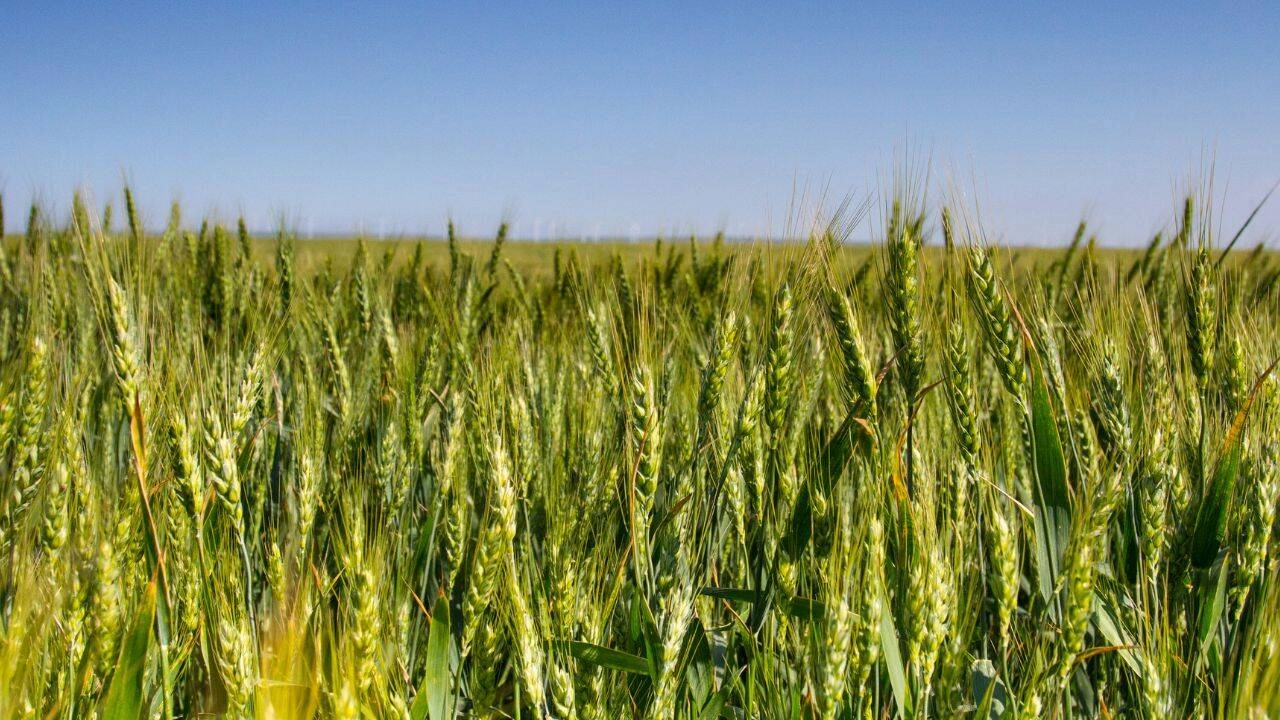 Rezerva de apă din pământ pentru în cultura grâului de toamnă este valori satisfăcătoare pentru această perioadă