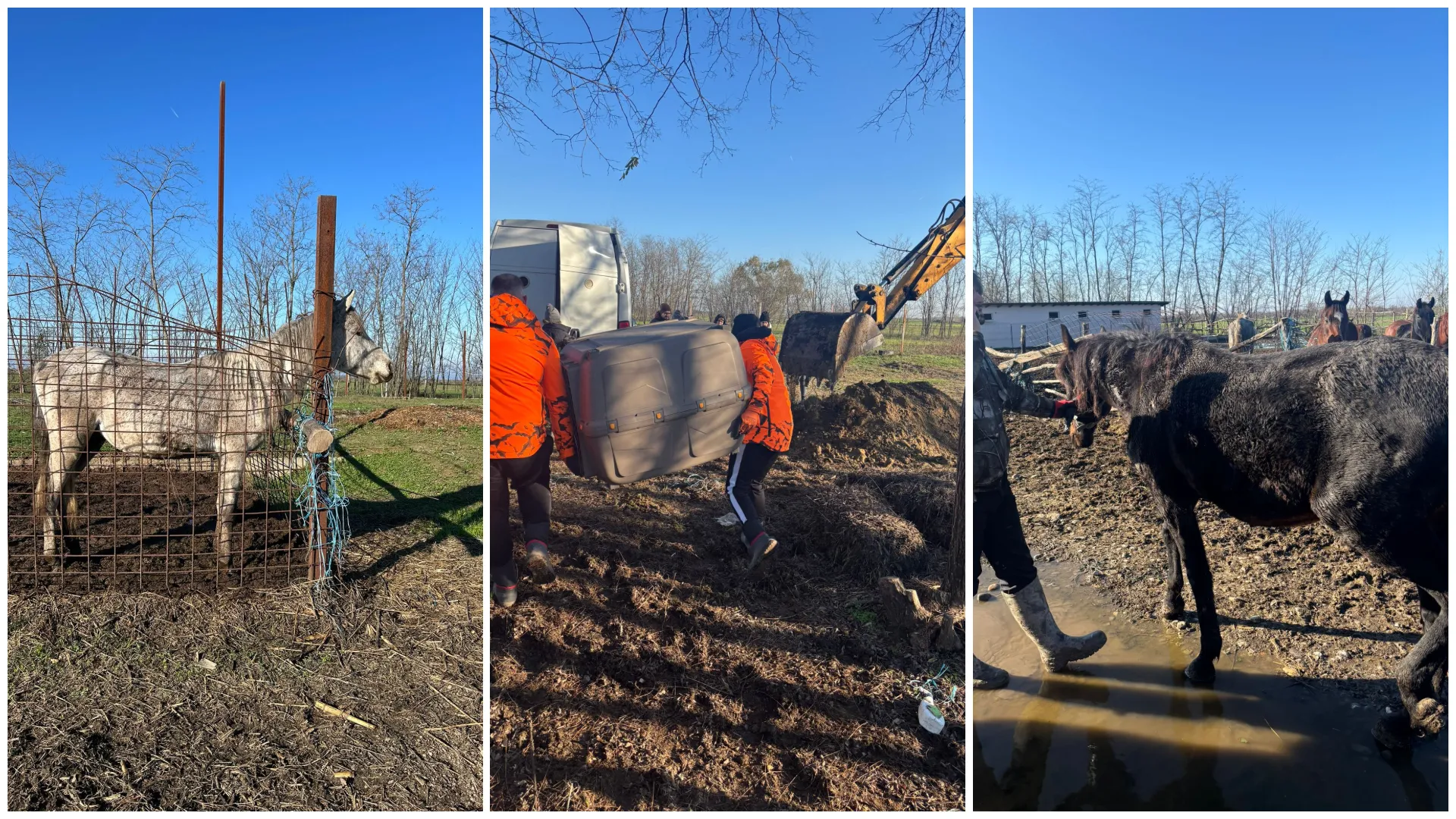 'Lagărul de la Nuci' revine: cadavre dezgropate, cai și câini lăsați să moară în chinuri și acuzații explozive: (…)