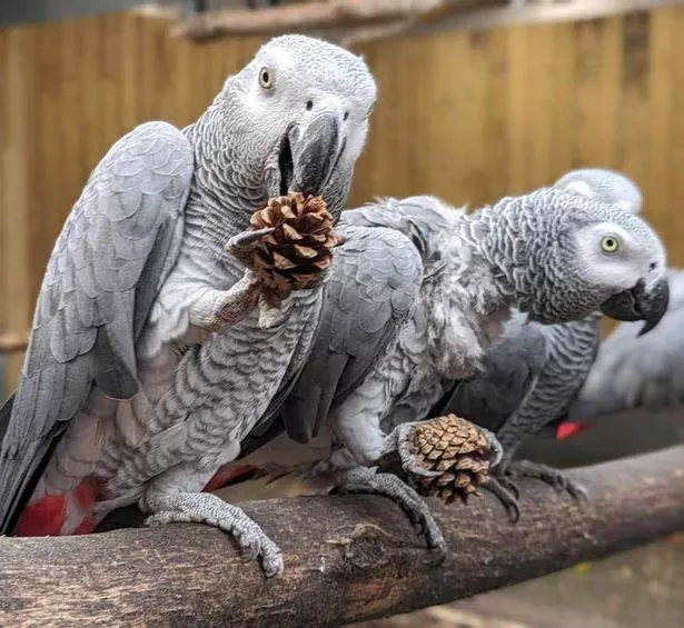 Cinci papagali de la un zoo, izolați după ce au început să înjure și jignească oamenii