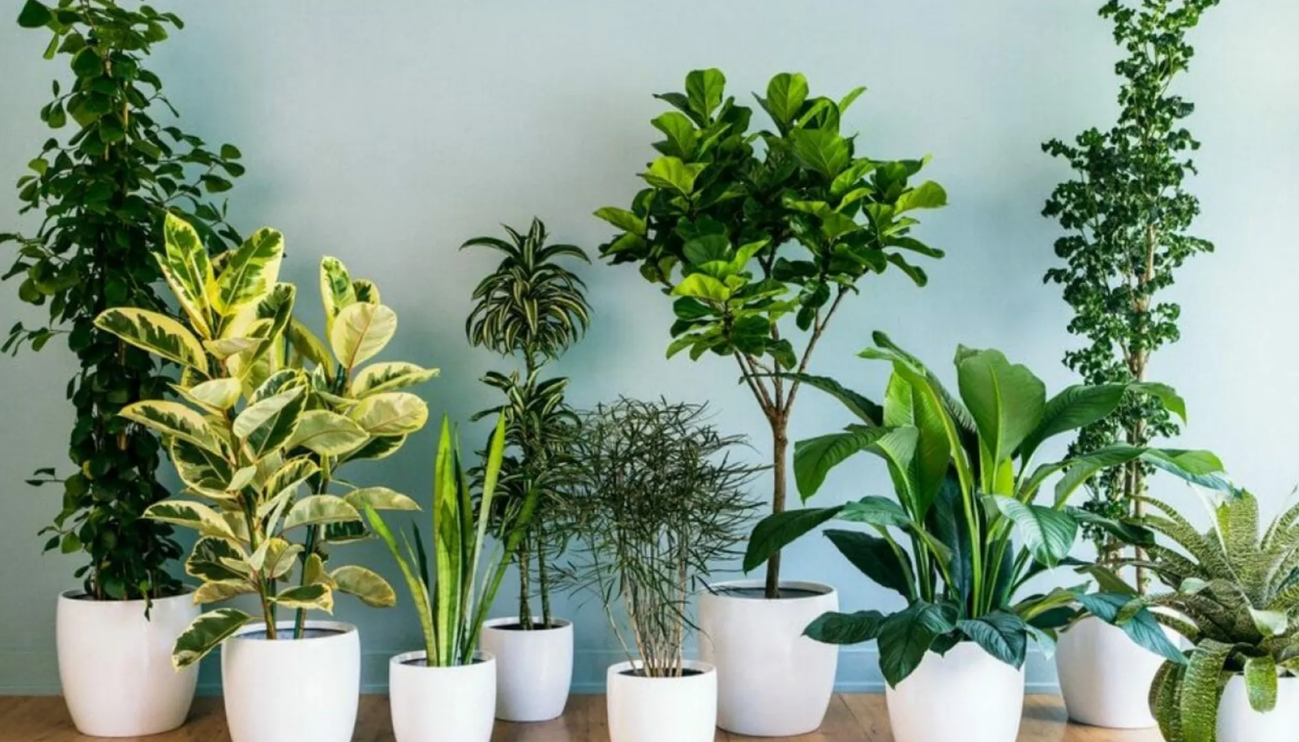 Studiul care dă peste cap ceea ce se știa despre plantele ținute în cameră