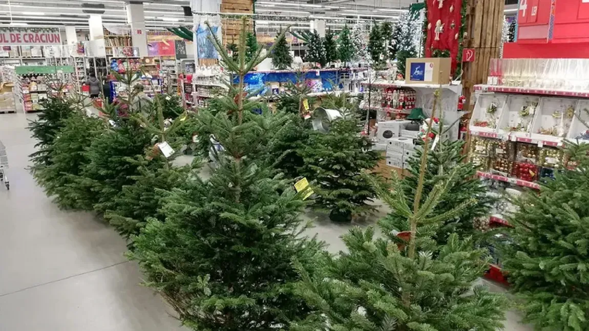 Prețuri exorbitante pentru primii brazi de Crăciun! Doar bogații își vor permite!