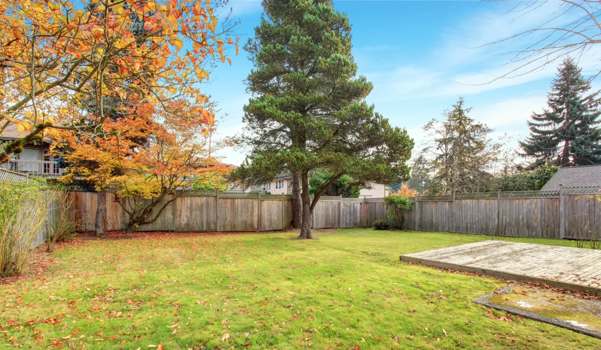 Interzis pentru românii care au curte! Ce nu trebuie să planteze niciodată în propria grădină!