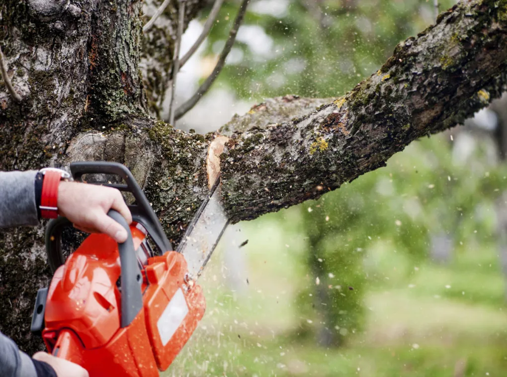 Amendă de 5.000 de lei pentru românii care curăță sau taie copacii! Ce prevede legea!