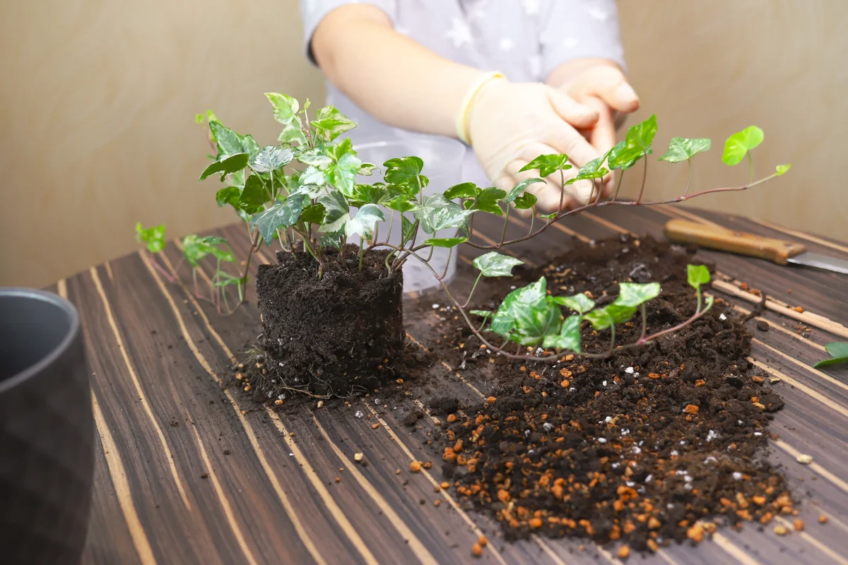 Românii nu mai au voie să cumpere această plantă ornamentală! Legea se aplică din 5 august 2025