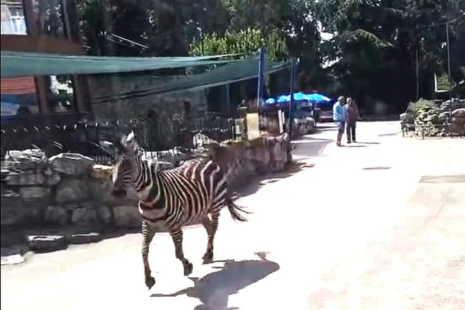 Trei persoane au fost rănite de o zebră evadată de la zoo