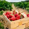 Primele căpșune românești, scoase la vânzare de producători. Cât costă un kilogram, în funcție de județ | AUDIO