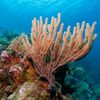 Recifele de corali se albesc din ce în ce mai mult: Au fost supuse unui stres termic suficient de sever încât să (...)