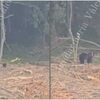 Vâlcea: Jandarmii, în alertă, după ce prezența urșilor a fost semnalată în 10 localități. Animalele sălbatice au (...)