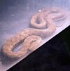 Un șarpe uriaș a intrat în dormitorul unei familii din Mehedinți. Cum au reacționat proprietarii