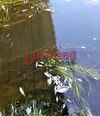 Imagini de groază la Vaslui: mii de pești morți plutesc pe râul Bârlad. Autoritățile investighează dezastrul ecologic